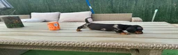 Teckel Miniatura perros en venta: Teckel miniatura  - Anuncio 4
