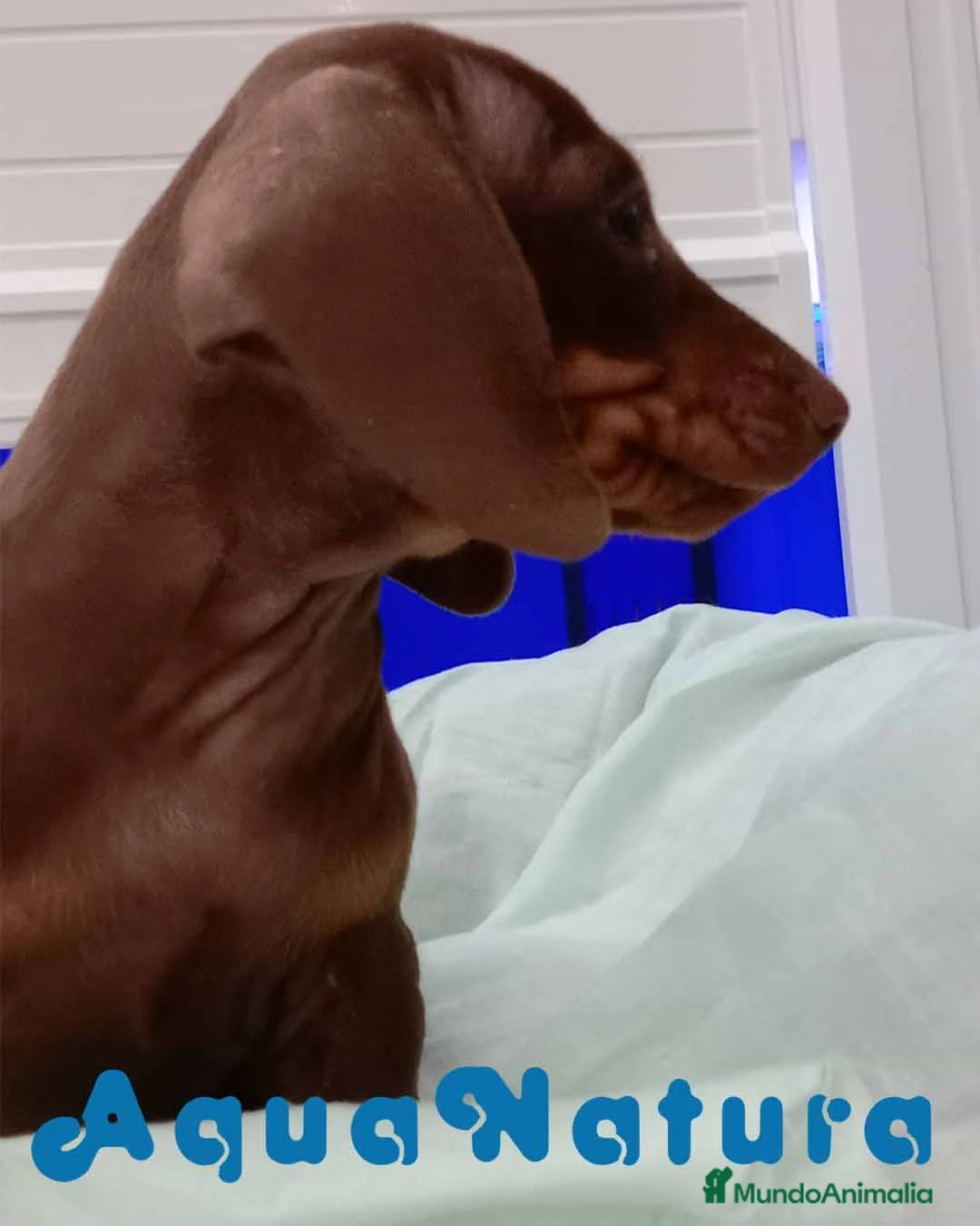 Teckel perros en venta: Teckel Hembra de Kily y Tilo 7009 - AQUANATURA en Barcelona - Anuncio 5