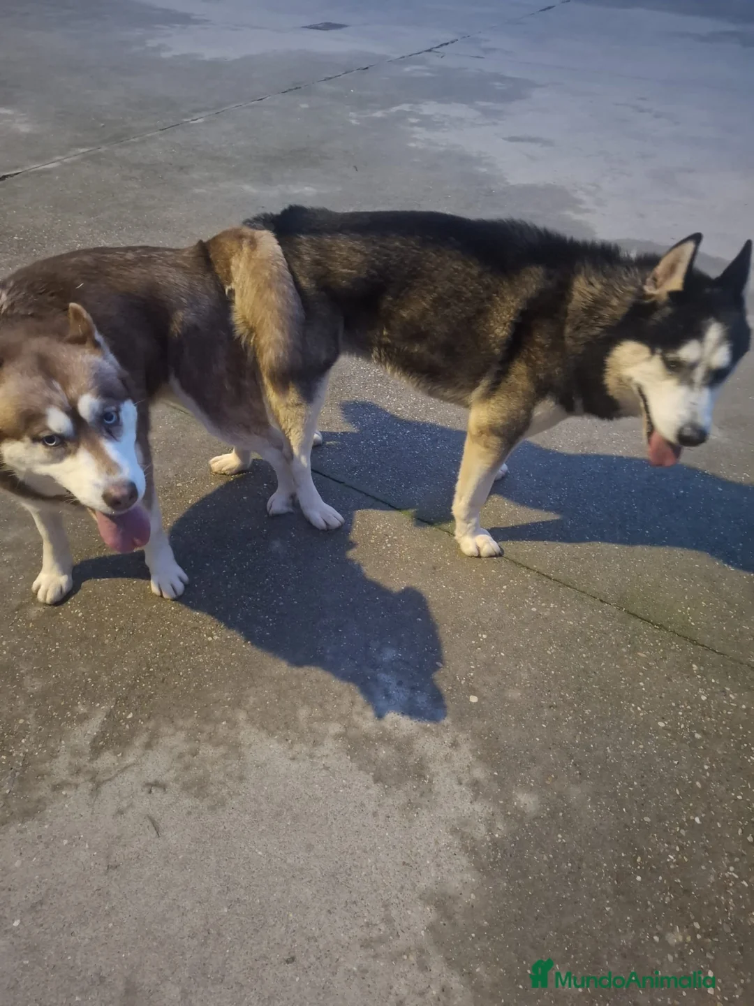 Husky Siberiano perros en venta: Husky siberiano macho de calidad  - Anuncio 5