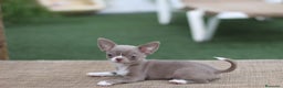 Chihuahua perros en venta: Chihuahua toy cabeza manzana  - Anuncio 1