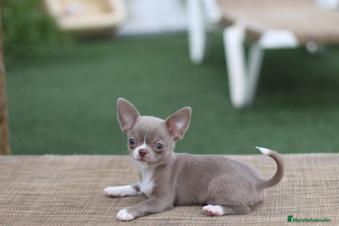Chihuahua perros en venta: Chihuahua toy cabeza manzana  - Imagen 1