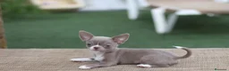 Chihuahua perros en venta: Chihuahua toy cabeza manzana  - Anuncio 1