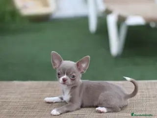 Chihuahua perros Chihuahua toy cabeza manzana - Anuncio 2