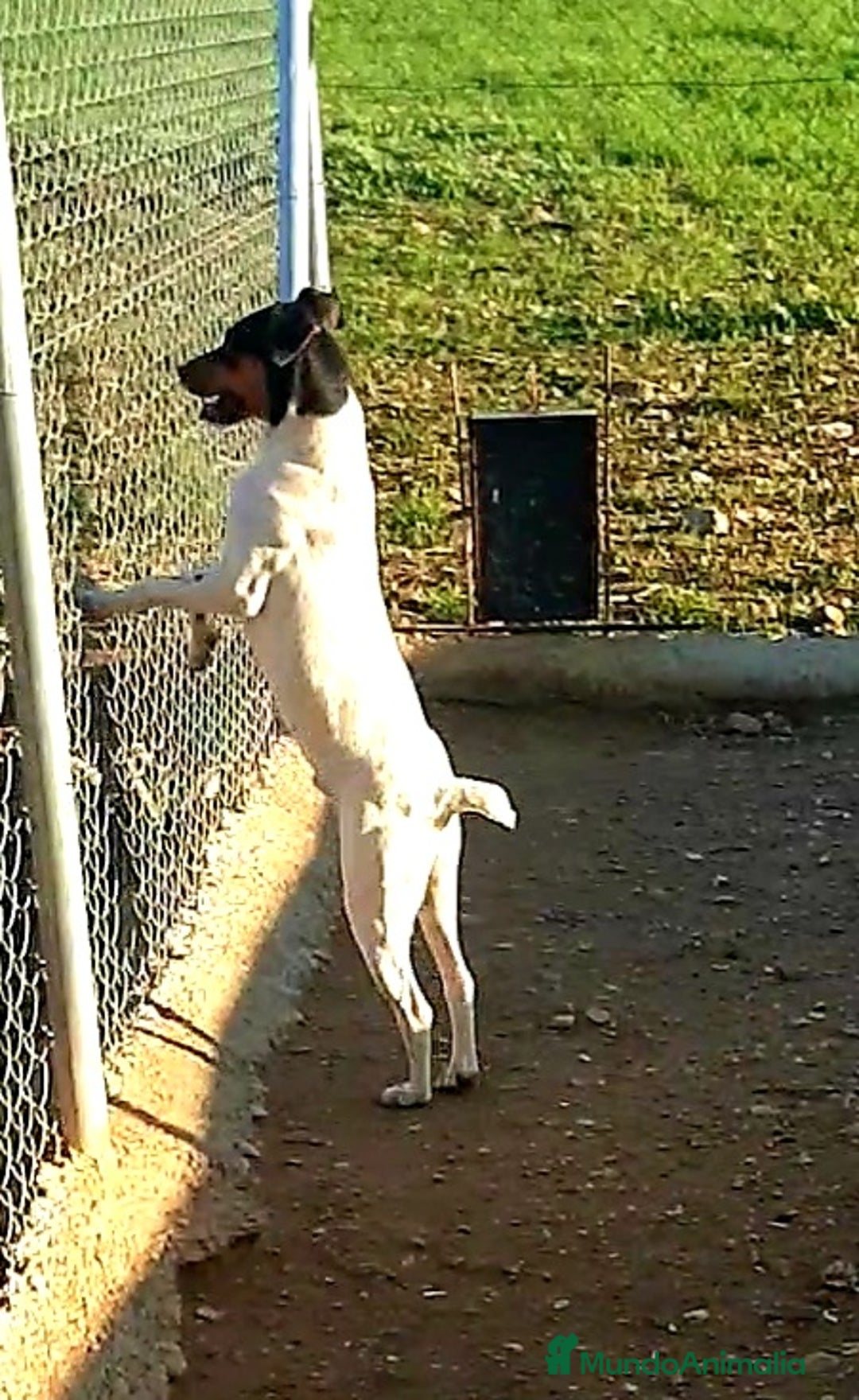 Ratonero Bodeguero Andaluz perros en venta: Bodeguero Andaluz  - Imagen 3