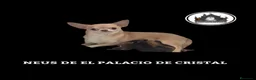 Chihuahua perros en venta: CHIHUAHUA HEMBRA CHOCOLATE - Anuncio 2