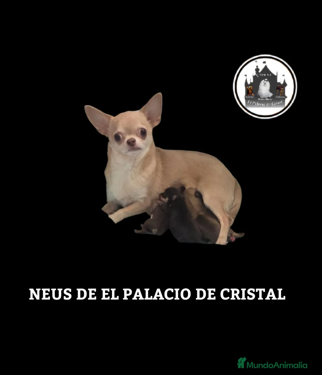 Chihuahua perros en venta: CHIHUAHUA HEMBRA CHOCOLATE - Anuncio 2