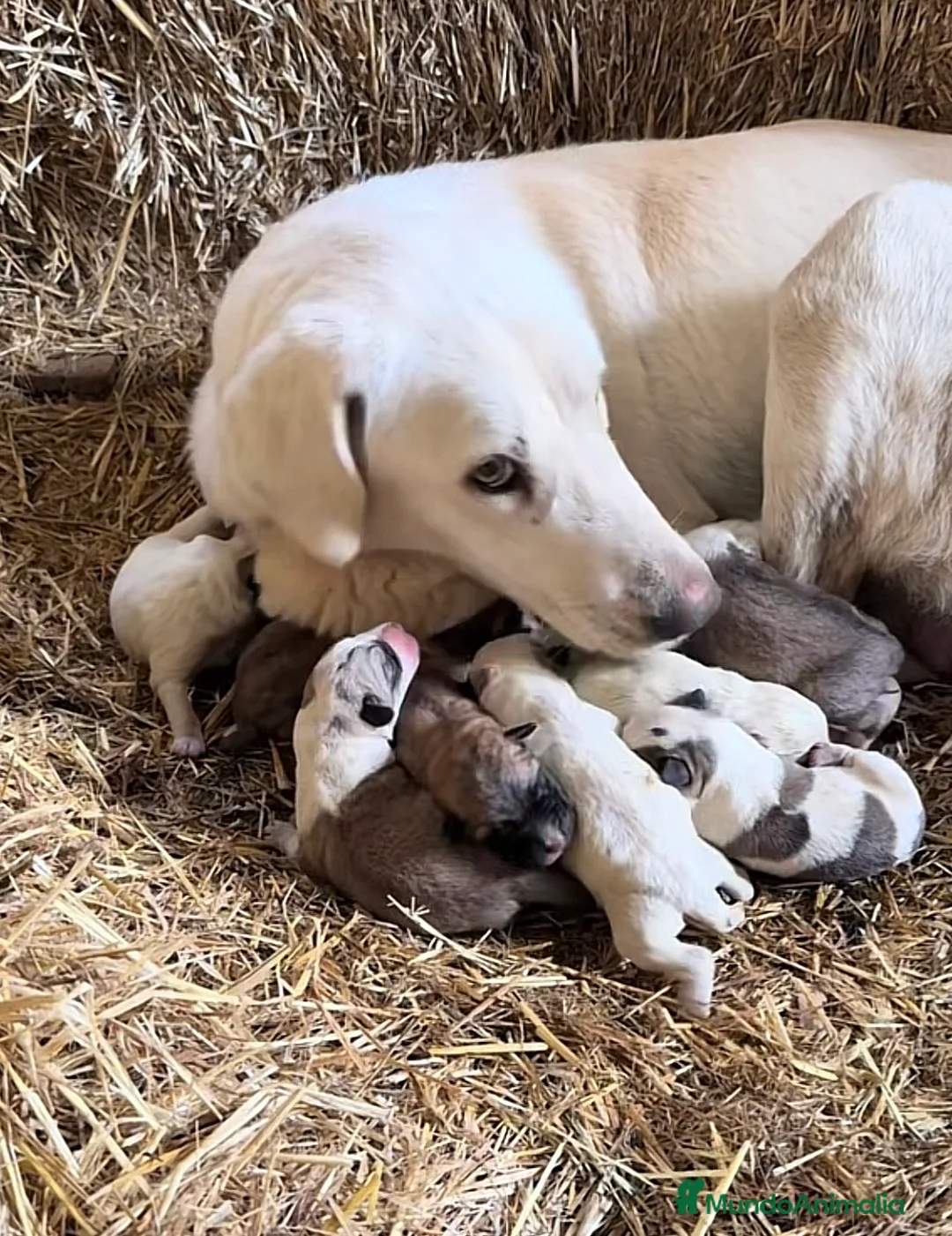 Mastín Español perros en venta: Preciosa camada de mastínes - Anuncio 1