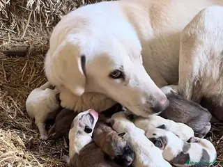 Mastín Español perros Preciosa camada de mastínes - Anuncio 1