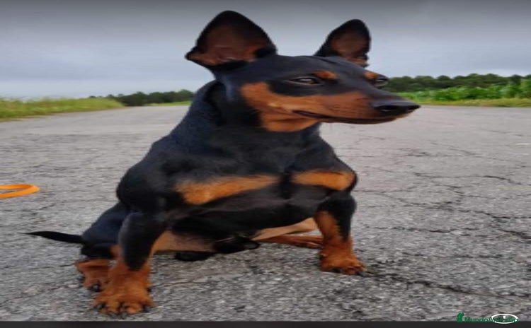 Jack Russell Terrier perros - Anuncio 4
