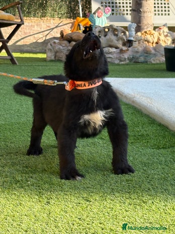 Pastor de Asia Central perros - Anuncio 1