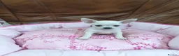 Chihuahua perros en venta: Chihuahua toy blanco - Anuncio 3
