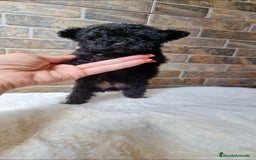 Caniche Toy perros en venta: HEMBRA NEGRA MINI/TOY - Imagen 1
