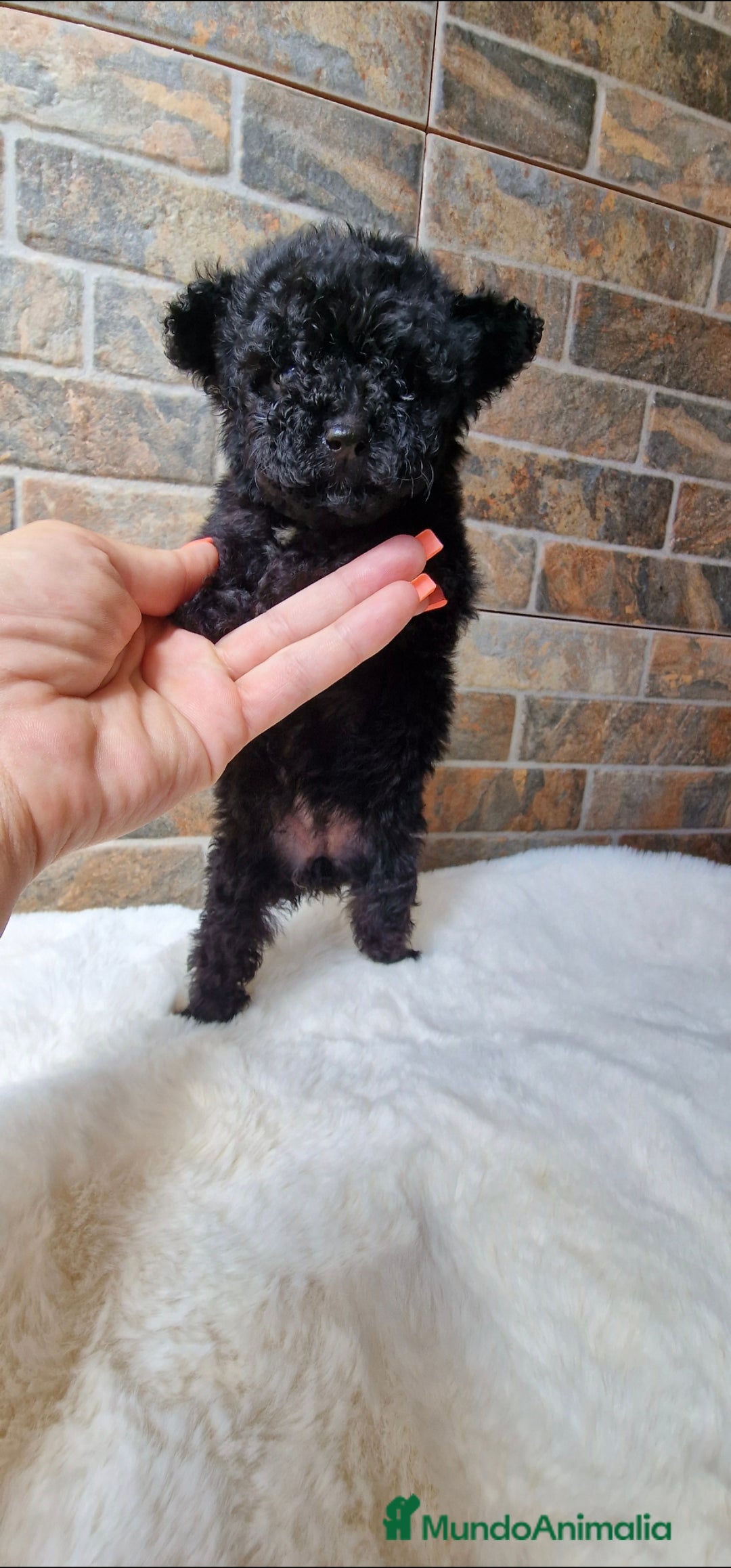 Caniche Toy perros en venta: HEMBRA NEGRA MINI/TOY - Imagen 1