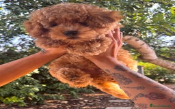 Caniche Toy perros en venta: Caniche toy Apricot  - Imagen 4
