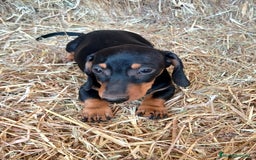 Teckel perros en venta: TECKEL CALIDAD Y SELECCIÓN  - Imagen 3