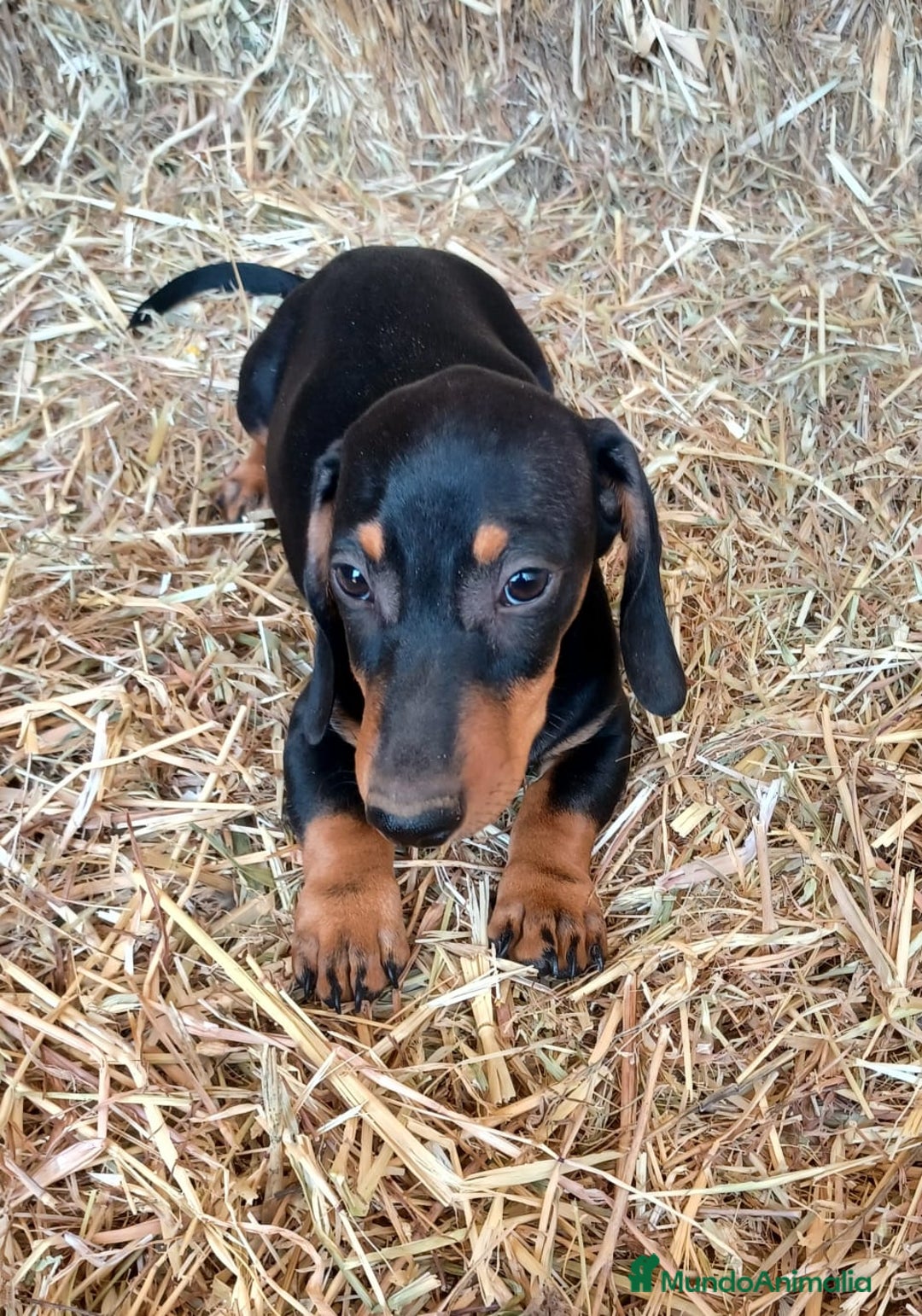 Teckel perros en venta: TECKEL CALIDAD Y SELECCIÓN  - Imagen 3