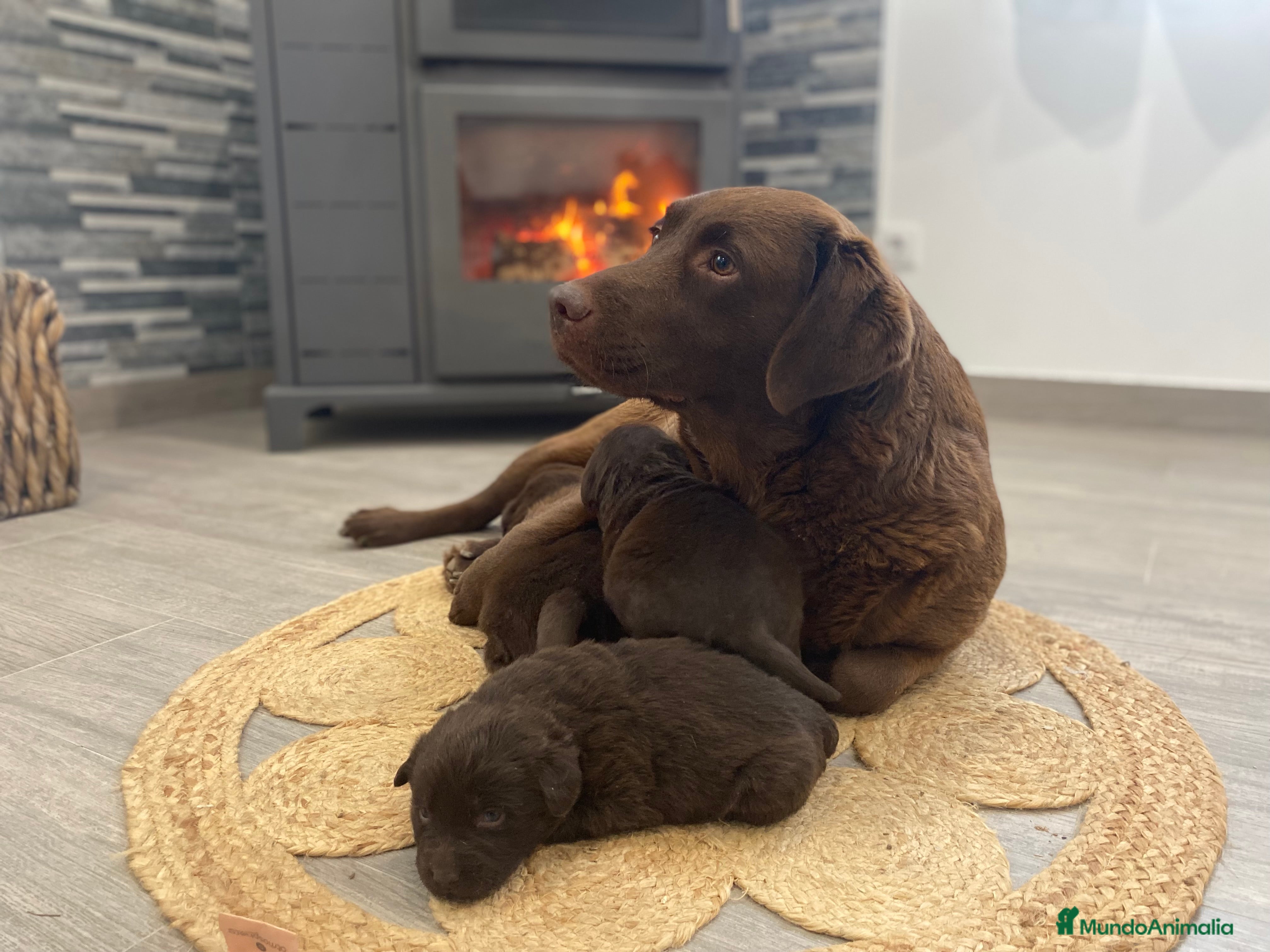 Labrador Retriever perros Cachorros Labrador Retriever chocolates.  - Anuncio 2