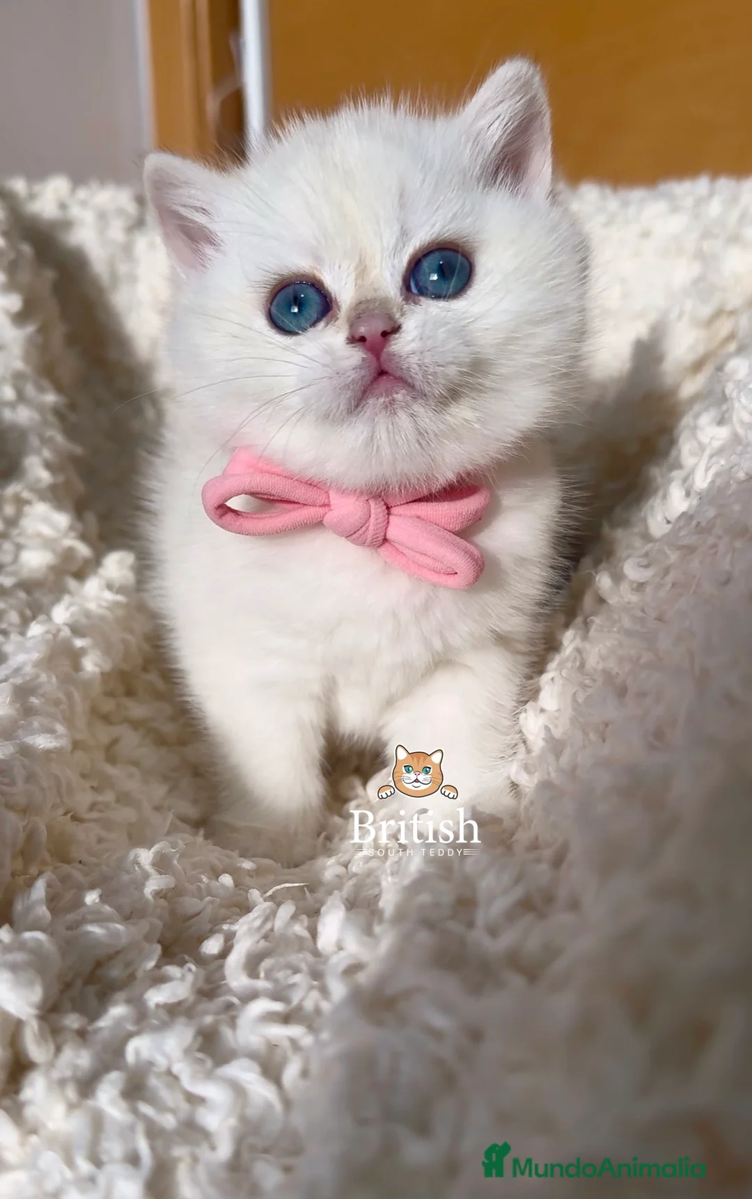 Británico de Pelo Corto gatos en venta: Preciosas niñas golden chinchilla  - Anuncio 4