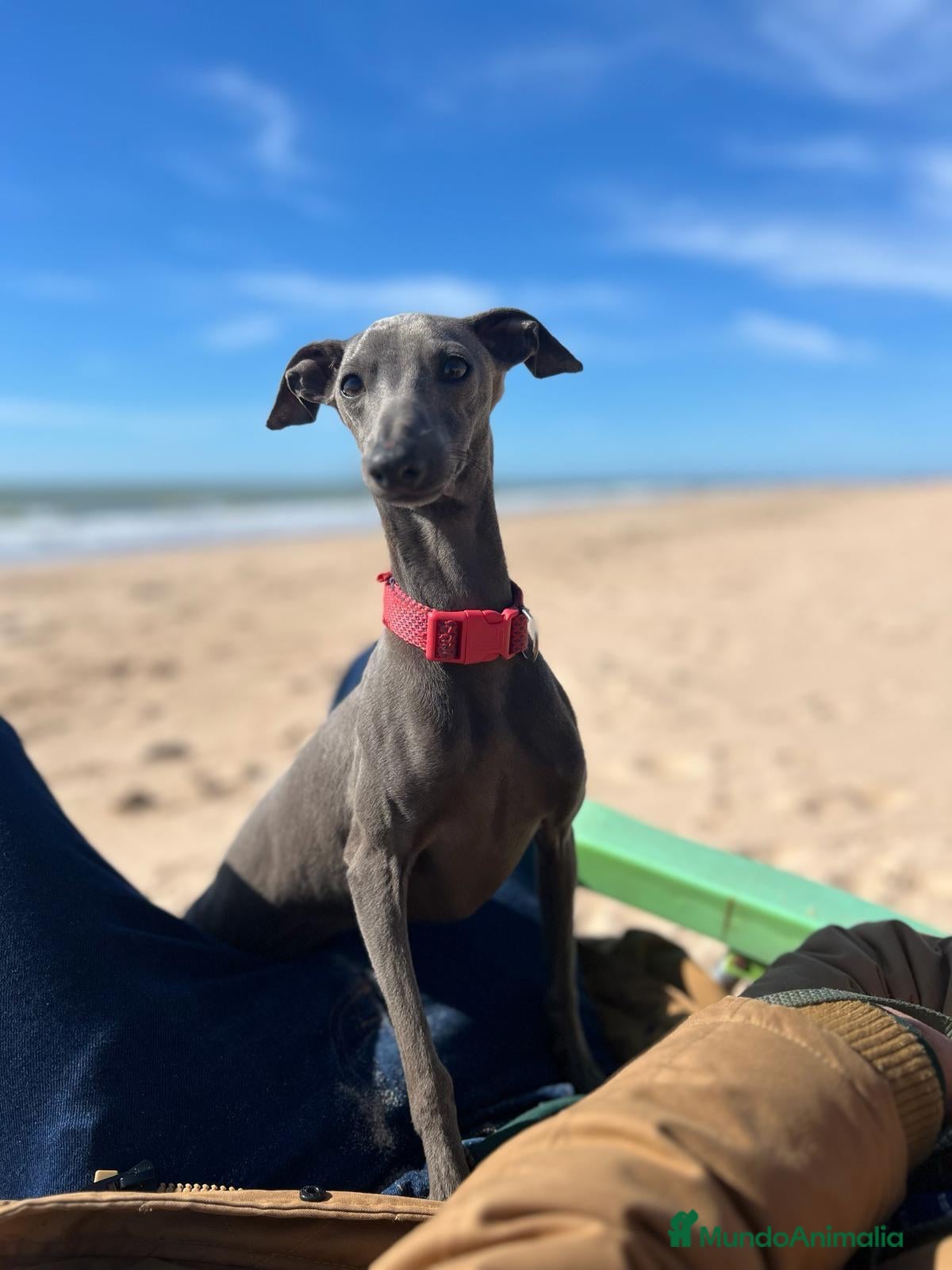 Pequeño Lebrel Italiano perros Camada de galgo italiano  - Anuncio 1