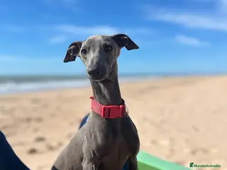 Pequeño Lebrel Italiano perros Camada de galgo italiano - Anuncio 1