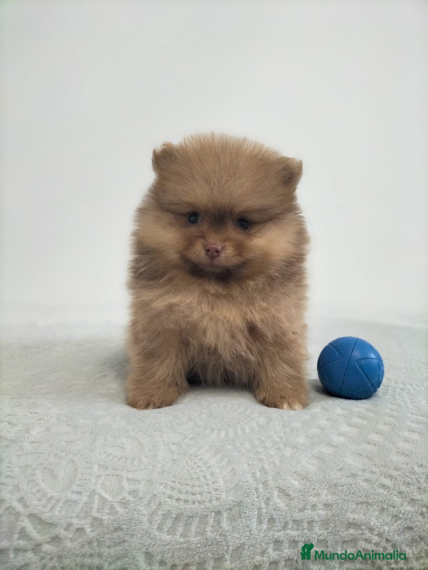 Pomerania perros Lulu pomerania  - Anuncio 7