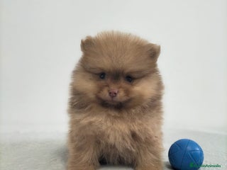 Pomerania perros Lulu pomerania - Anuncio 1