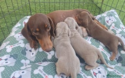 Teckel Miniatura perros en venta: Teckels Isabello - Imagen 1