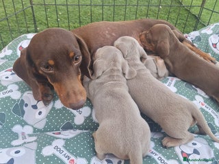 Teckel Miniatura perros - Anuncio 1