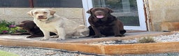Labrador Retriever perros en venta: PRECIOSA HEMBRA CREMA - Anuncio 5