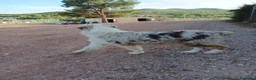 Pastor Australiano perros en venta: PASTOR AUSTRALIANO  - Anuncio 7