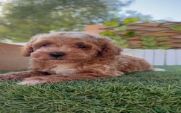 Caniche Toy perros en venta: CANICHE TOY MACHO - Imagen 5