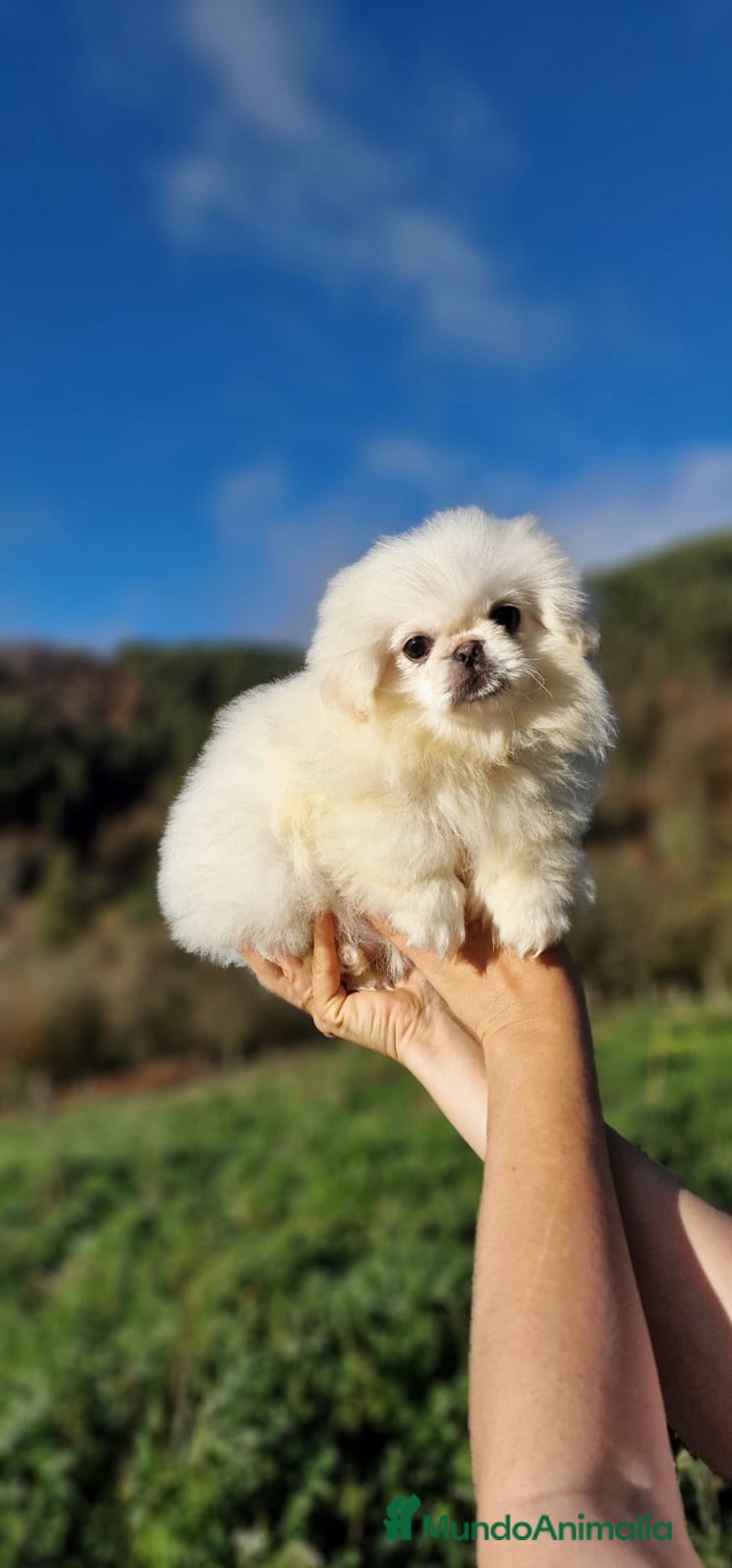 Pekinés perros en venta: Hembras Pekinés Imperial  - Anuncio 3