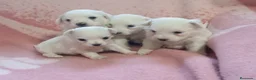 Bichón Maltés perros en venta: Bichón maltes linea americana  - Anuncio 2