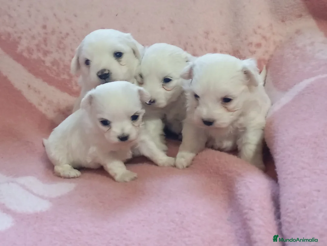 Bichón Maltés perros en venta: Bichón maltes linea americana  - Anuncio 2