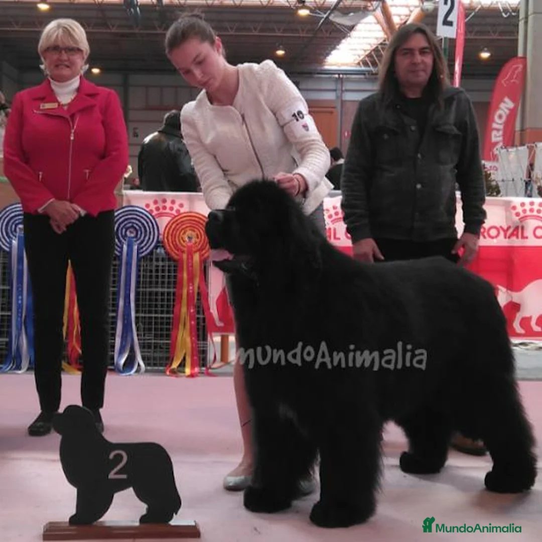 Imagen de galería {{count}}