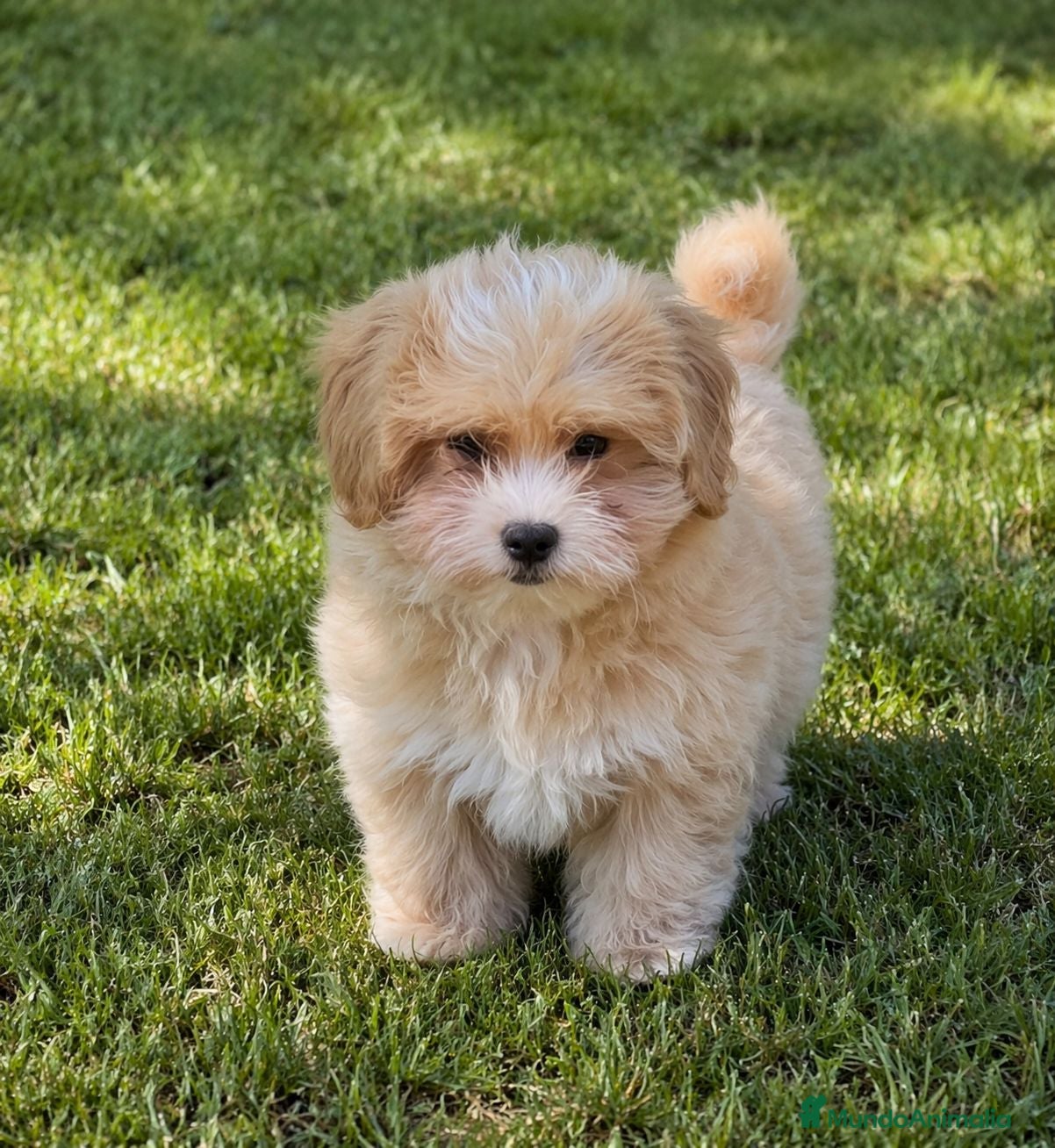 Maltipoo perros Maltipoo macho - Anuncio 1