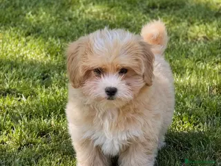Maltipoo perros Maltipoo macho - Anuncio 1