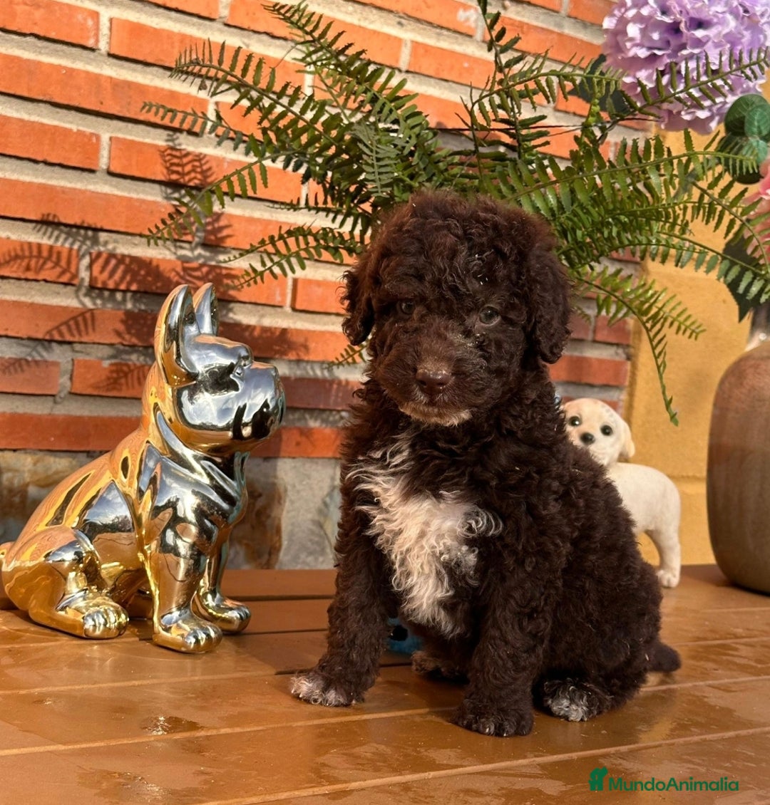 Perro de Agua Español perros en venta: Cachorritos de perro de aguas. Varios colores - Anuncio 4