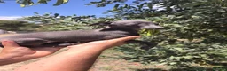 Pequeño Lebrel Italiano perros en venta: Pequeño Lebrel Italiano Galgo Italiano Piccolo  - Anuncio 5