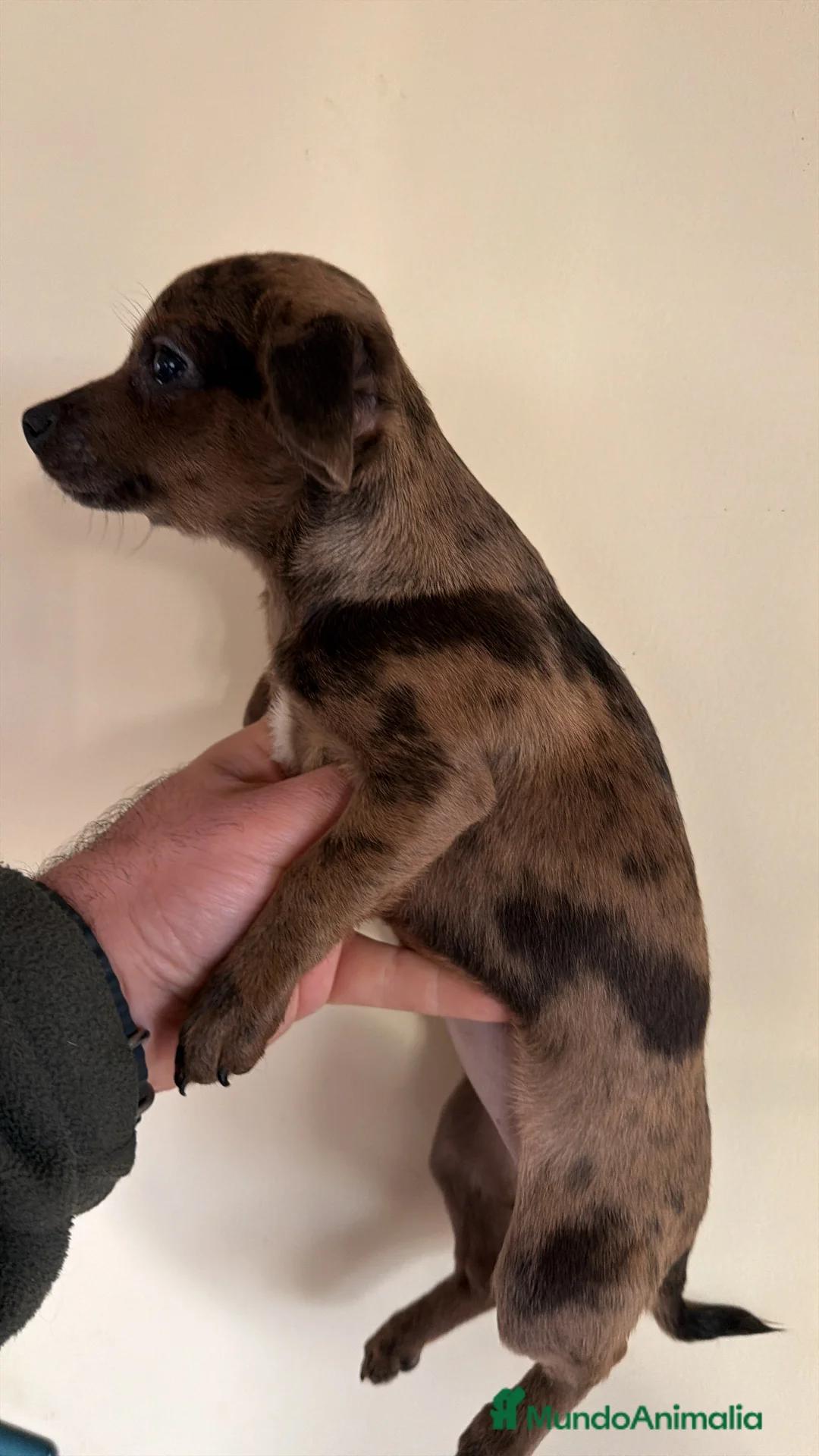 Raza Mixta perros en venta: Preciosa cachorrita mezcla Teckel y Chuguagua  - Anuncio 3