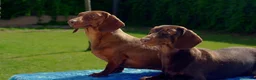 Teckel Miniatura perros en venta: Teckel Kaninchen Arlequin, Rojo/Negro Fuego - Anuncio 7