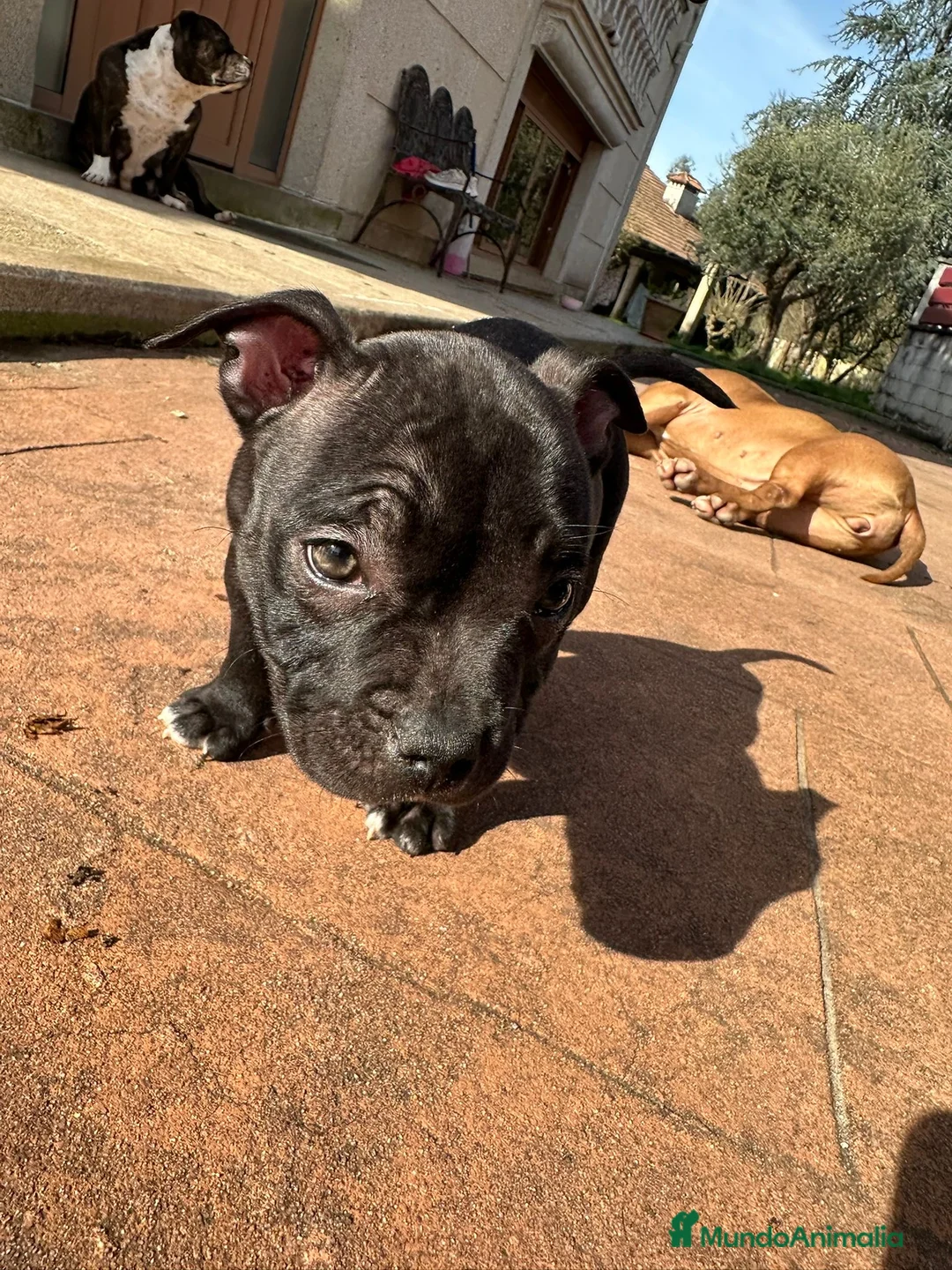 American Bully perros en venta: Cachorros American Bully - Anuncio 13