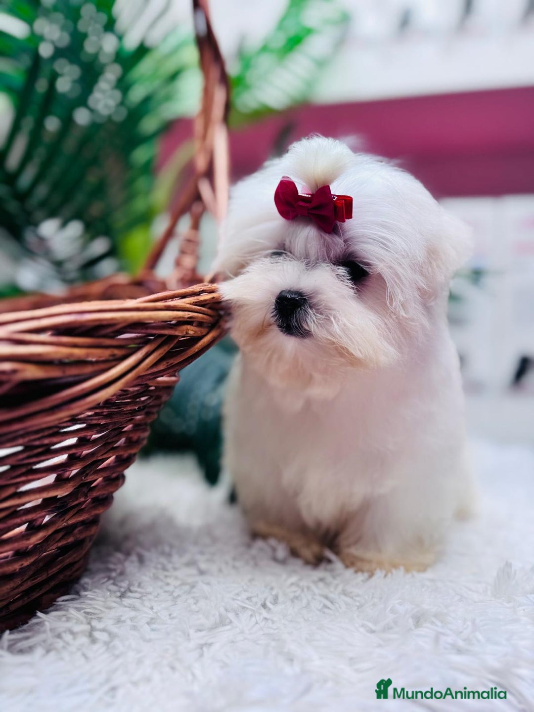 Bichón Maltés perros en venta: BICHON MALTES HEMBRA - Anuncio 7