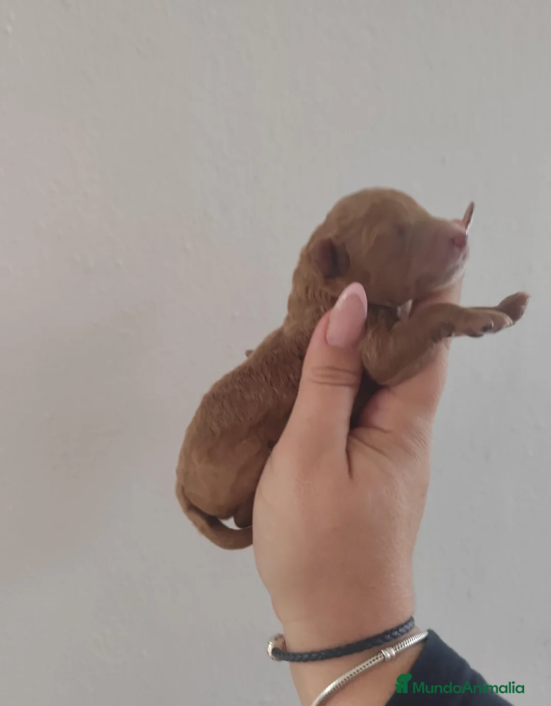 Caniche Toy perros en venta: Caniche toy  - Anuncio 4