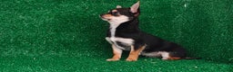 Chihuahua perros en venta: Chihuahua toy - Anuncio 1