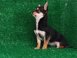 Chihuahua perros Chihuahua toy - Anuncio 4