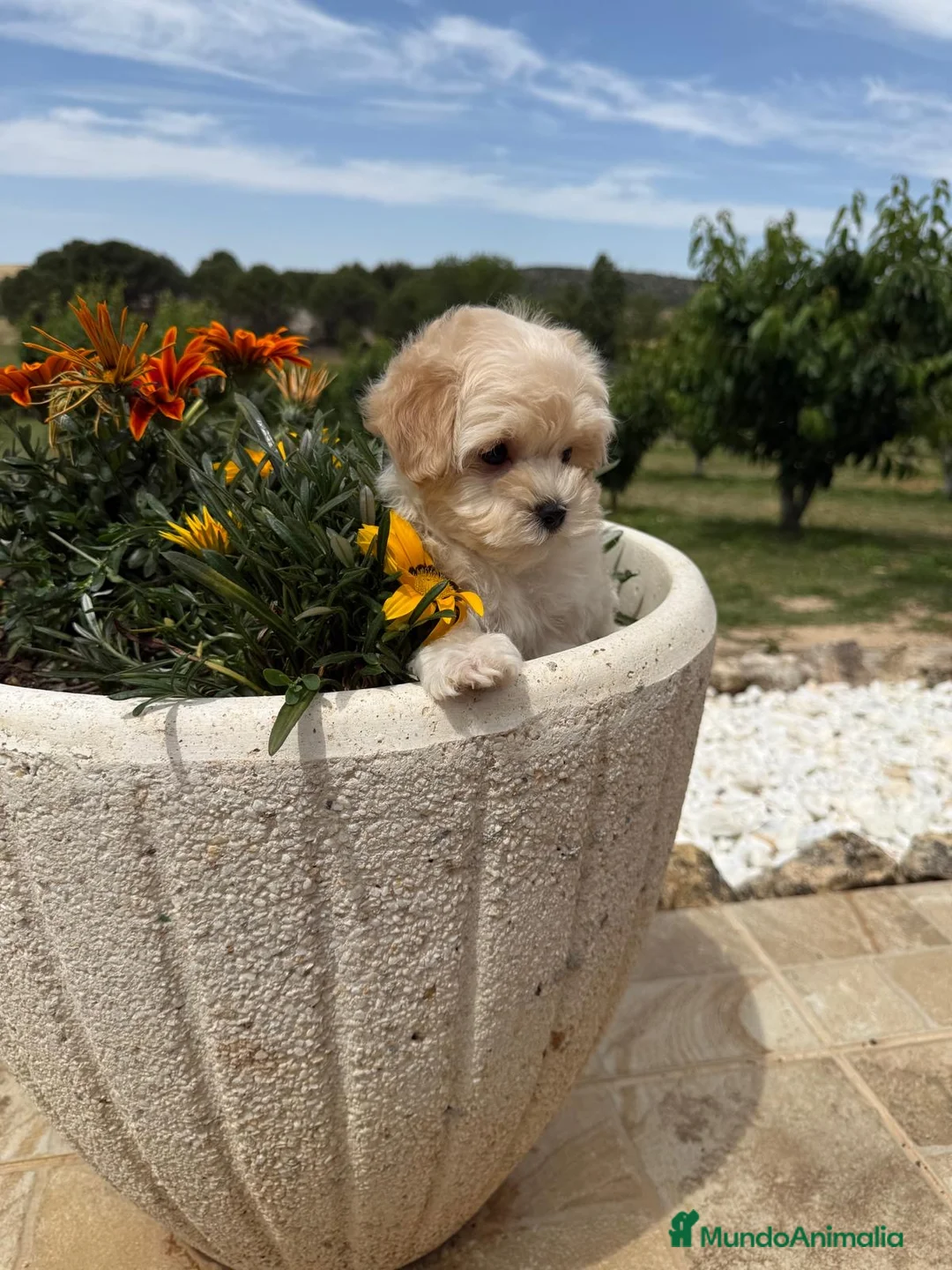 Maltipoo perros en venta: Maltipoo Macho !!! - Anuncio 13