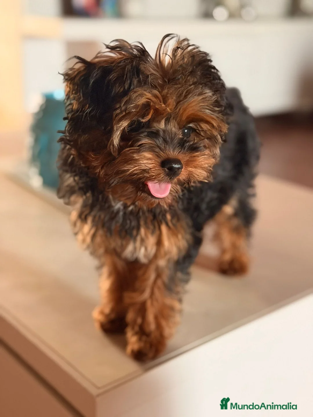 Yorkiepoo perros en venta: Yorkipoo Minitoy  - Anuncio 2