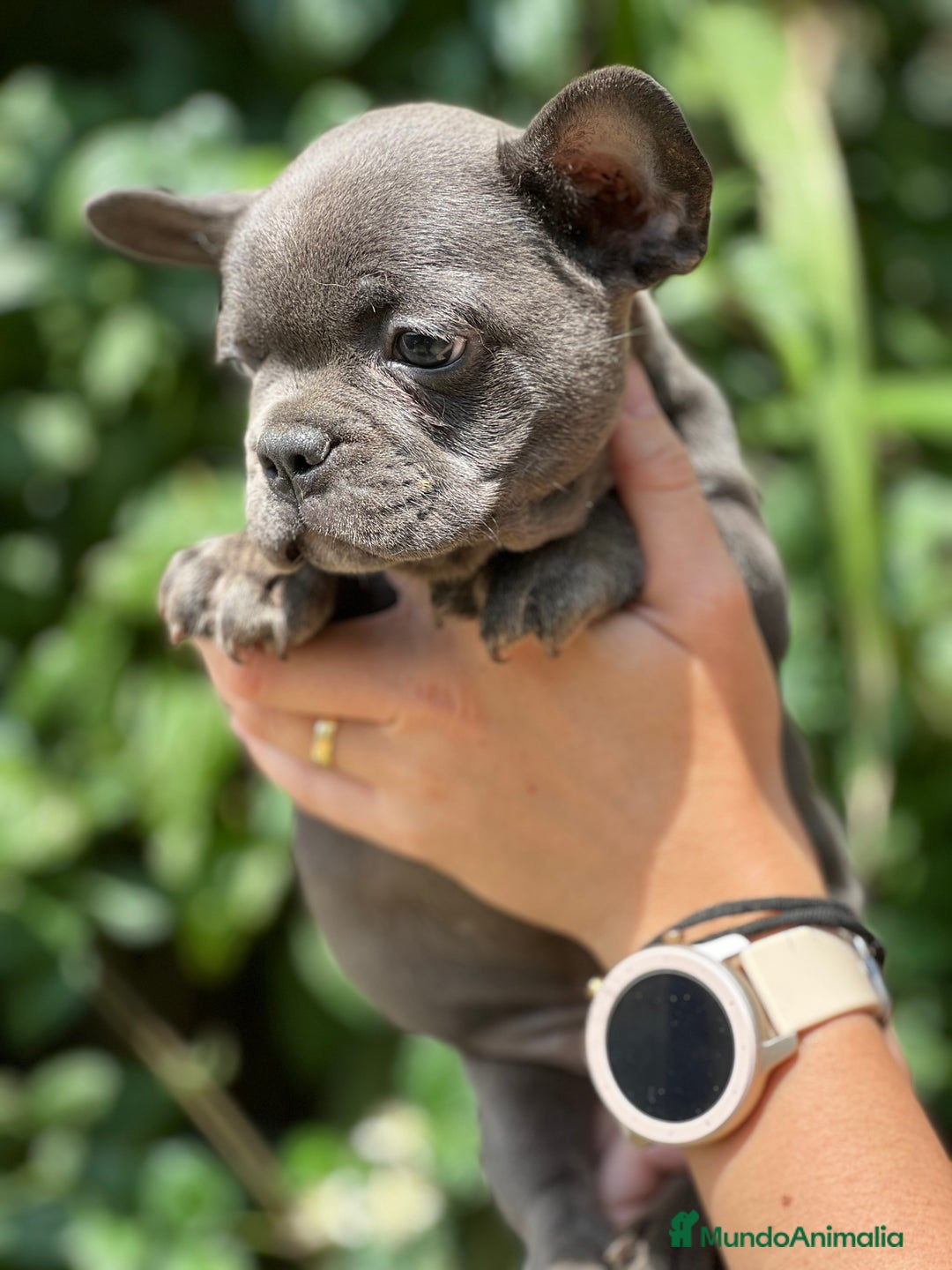 Bulldog Francés perros en venta: Bulldog francés Blue sólido  - Imagen 3