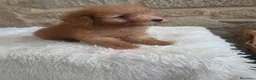 Caniche Toy perros en venta: Cachorro caniche - Anuncio 5